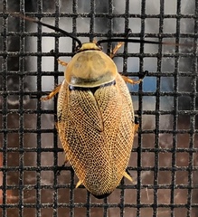 Ellipsidion