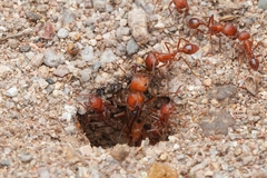 Pogonomyrmex maricopa