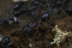 Camponotus intrepidus