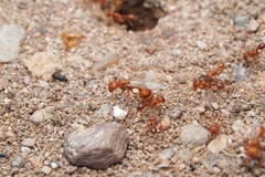 Pogonomyrmex maricopa
