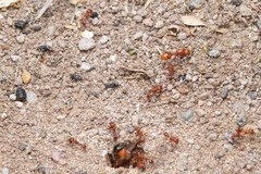 Pogonomyrmex maricopa