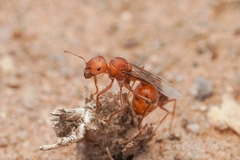 Pogonomyrmex maricopa