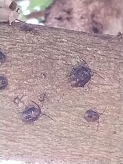 Sciocoris sideritidis