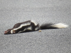 Spilogale gracilis