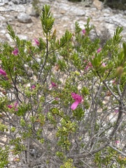 Eremophila