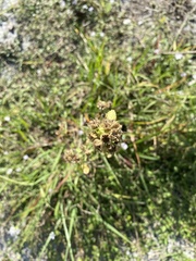 Sida cordifolia