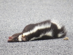 Spilogale gracilis