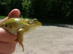 Lithobates clamitans