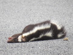 Spilogale gracilis