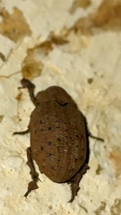 Trogidae