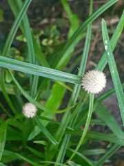 Cyperus mindorensis