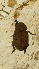 Trogidae