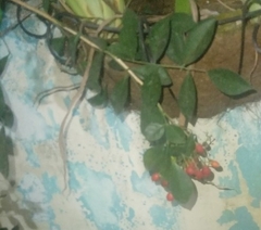 Malpighia glabra