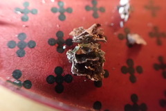 Punctelia graminicola