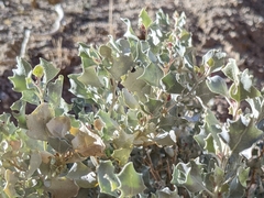 Atriplex hymenelytra