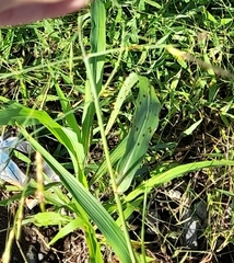 Paspalum pubiflorum