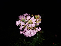 Lagerstroemia