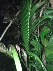 Arecoideae