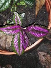 Strobilanthes auriculata