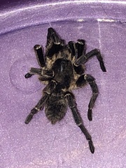Harpactirinae