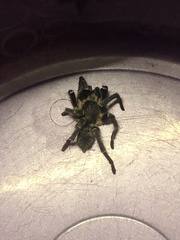 Harpactirinae