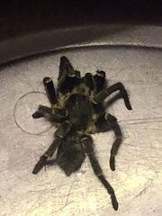 Harpactirinae