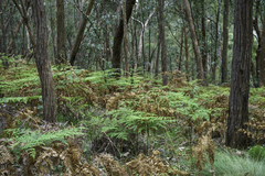 Pteridium esculentum