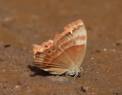 Abisara bifasciata