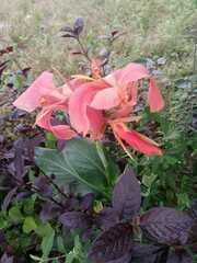 Canna × generalis