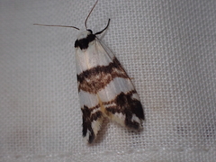 Thallarcha albicollis