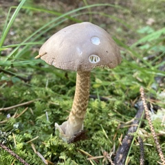 Amanita porphyria