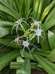 Hymenocallis littoralis
