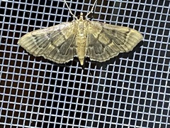 Herpetogramma aeglealis