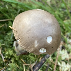 Amanita porphyria