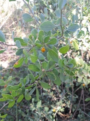 Lycium boerhaviifolium