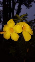 Allamanda cathartica