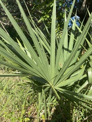 Coryphoideae