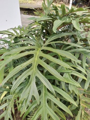 Thaumatophyllum bipinnatifidum