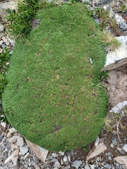 Azorella monantha