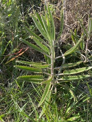 Bryophyllum