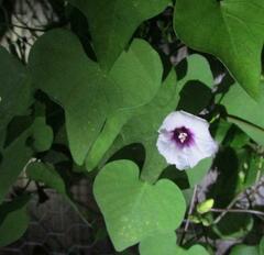 Ipomoea amnicola