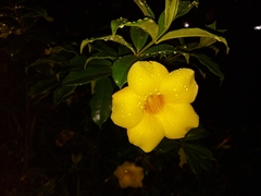 Allamanda cathartica