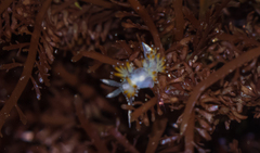 Apata pricei
