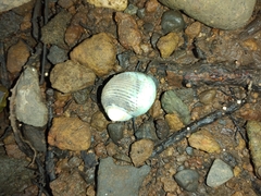 Nerita scabricosta