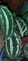 Goeppertia picturata