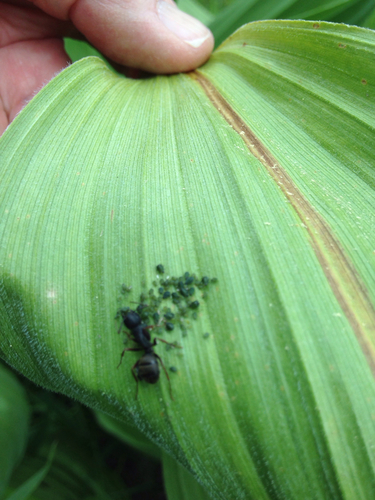 iNaturalist observation photo of Winged and Once-winged Insects