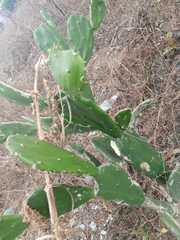 Opuntia inaperta