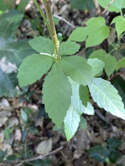 Causonis japonica