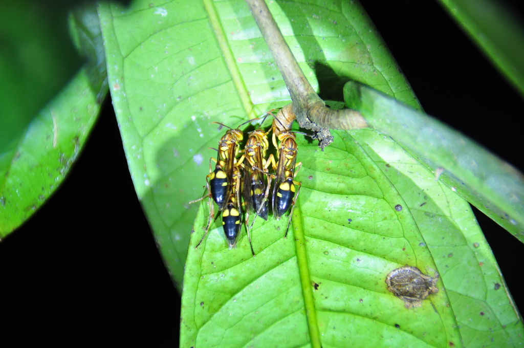 Parapolybia bioculata