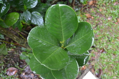 Magnolia pallescens